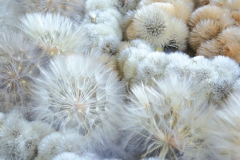 Web_Pusteblumen